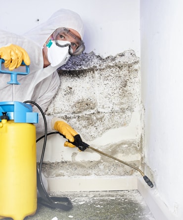 Mold removal from walls